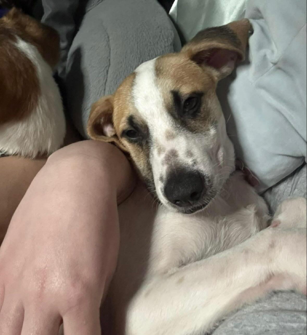 Enlarge Abby, a ADOPTABLE mixed breed in Pawtucket, RI image 2/4