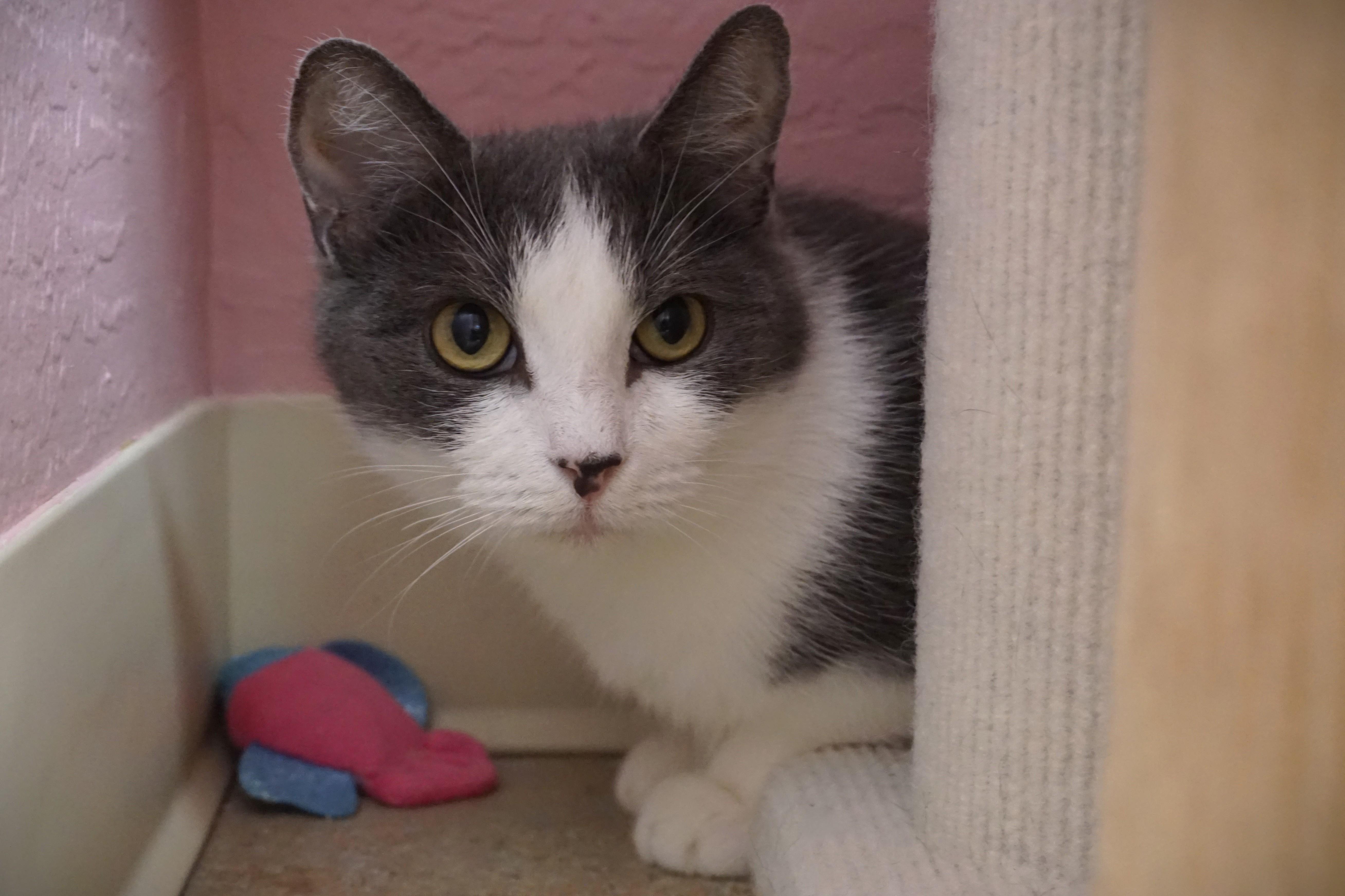 Enlarge Nadine, an adoptable Domestic Short Hair in Fountain Hills, AZ image 3/5