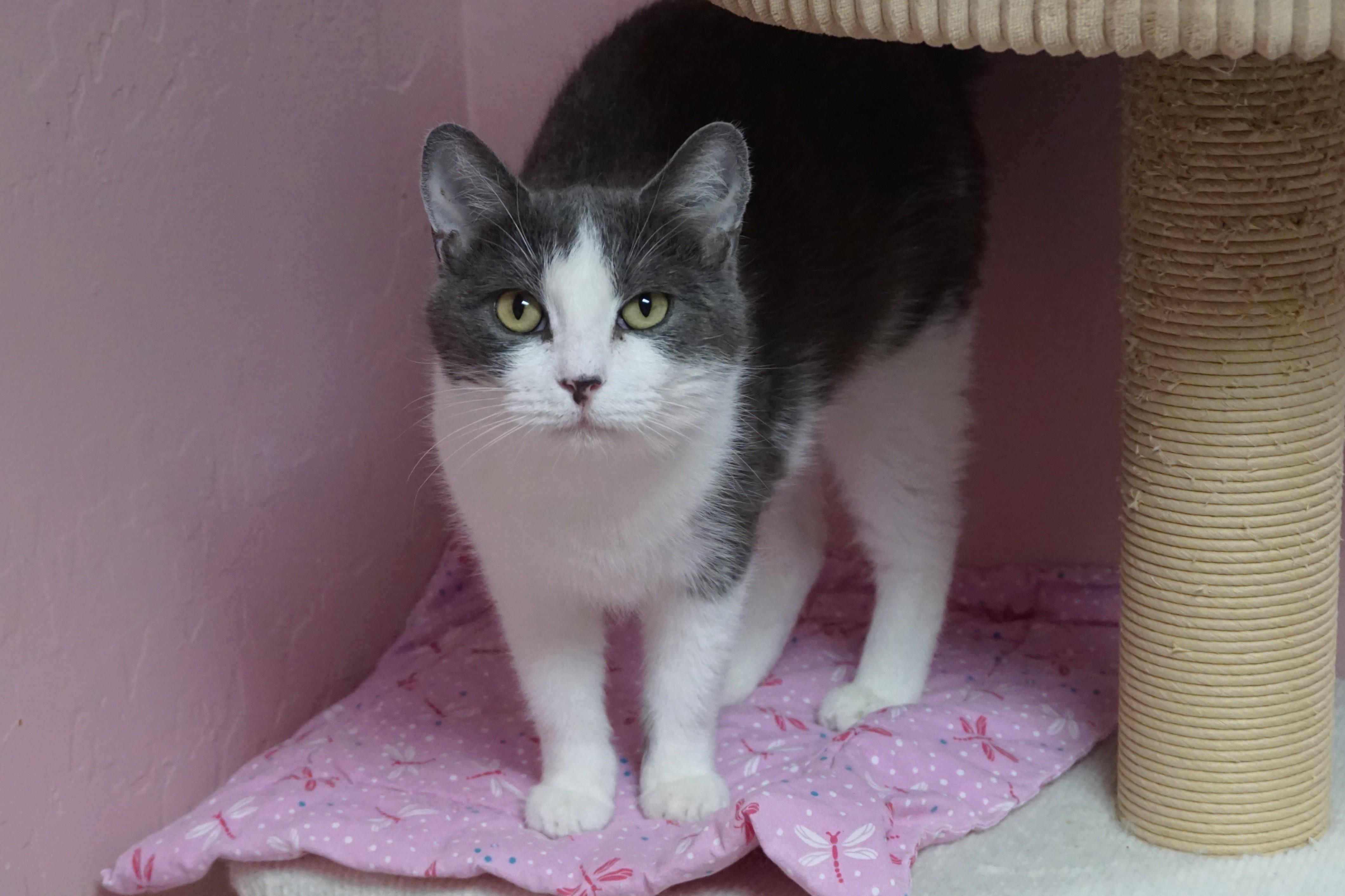 Nadine, adoptable, Adult Female Domestic Short Hair.