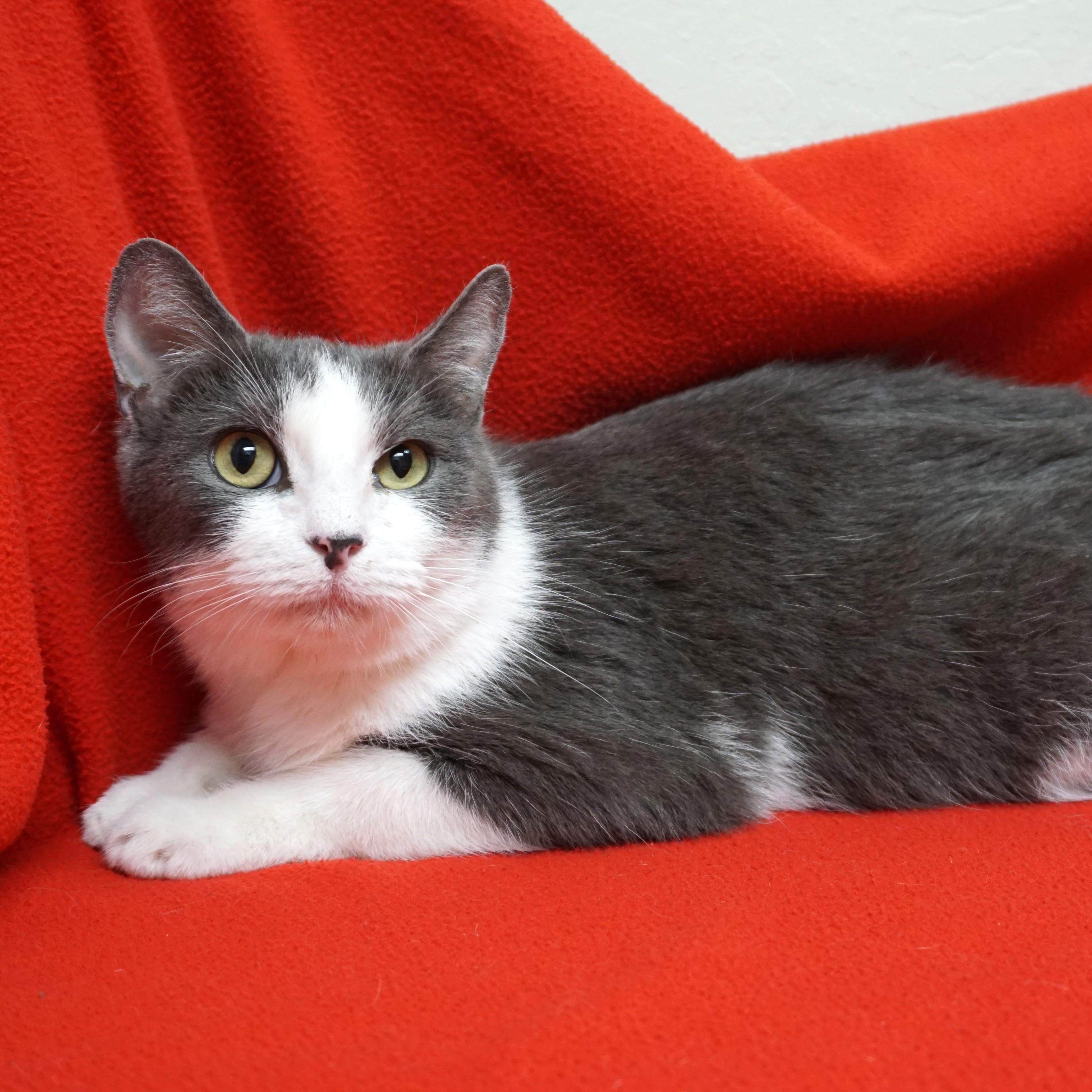 Nadine, a ADOPTABLE Domestic Short Hair in Fountain Hills, AZ image 1/3