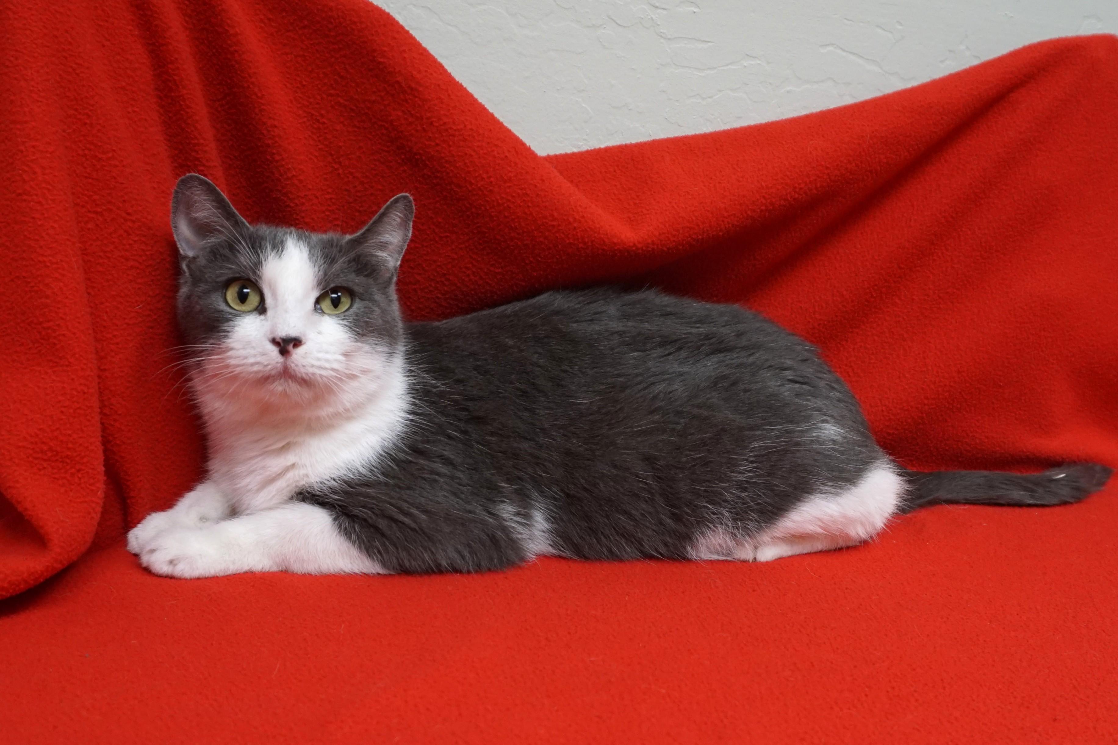 Nadine, a ADOPTABLE Domestic Short Hair in Fountain Hills, AZ image 3/3