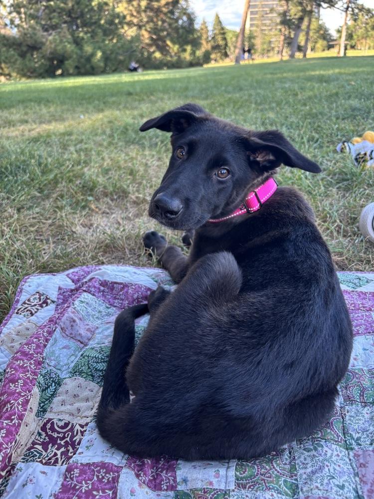 Haru, Adoptable, Puppy Female Shepherd & Labrador Retriever.
