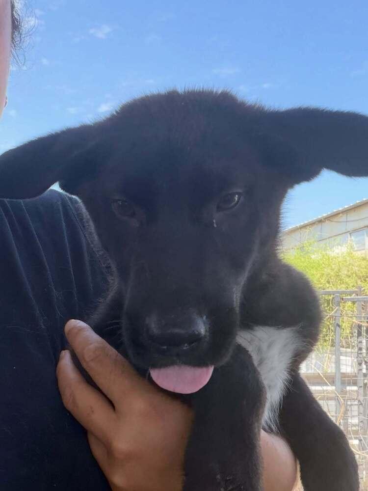 Enlarge Haru, a Adoptable mixed breed in Commerce City, CO image 4/4