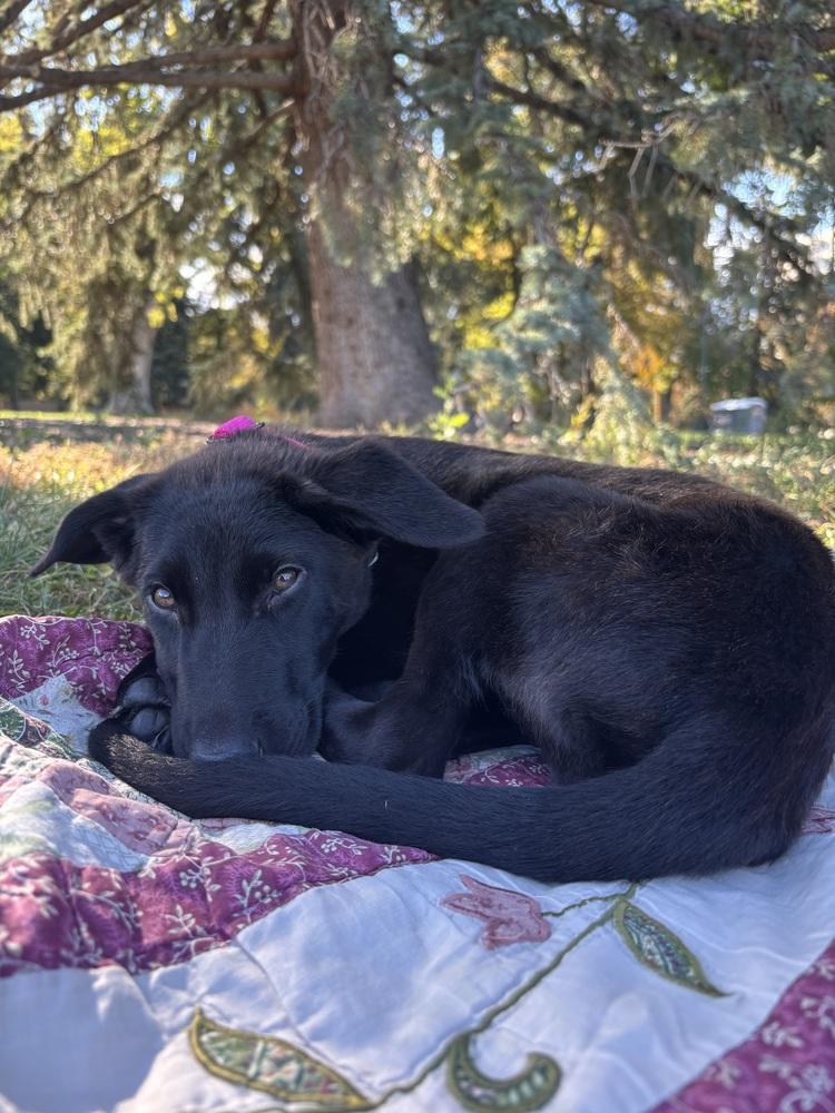 Enlarge Haru, a Adoptable mixed breed in Commerce City, CO image 2/4