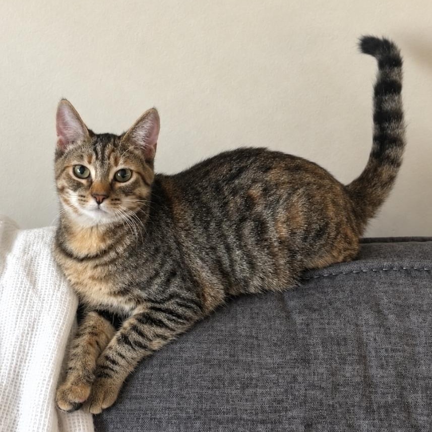 Freya, Adoptable, Kitten Female Torbie & Domestic Short Hair.