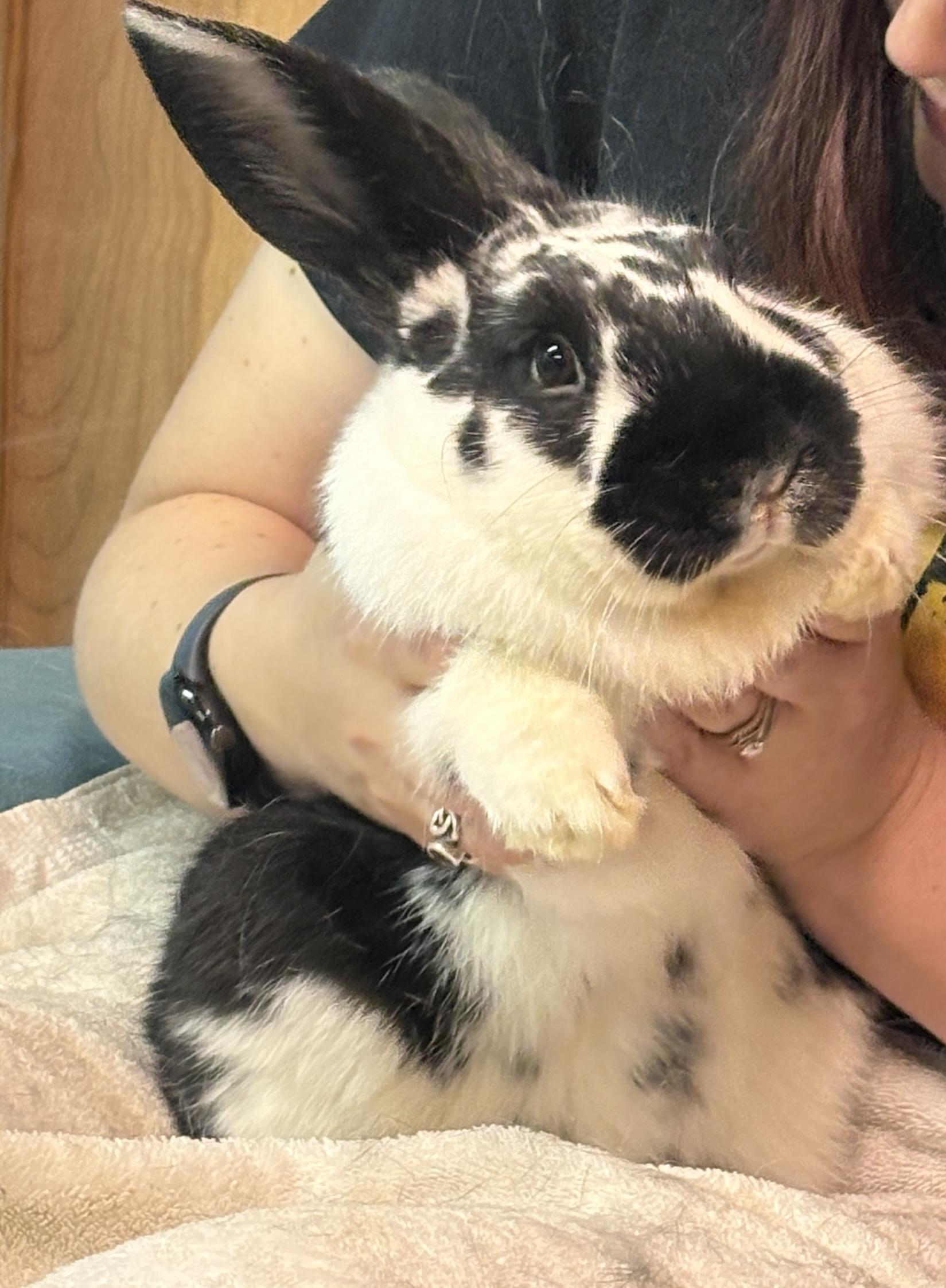 Loki, Adoptable, Young Male English Spot.