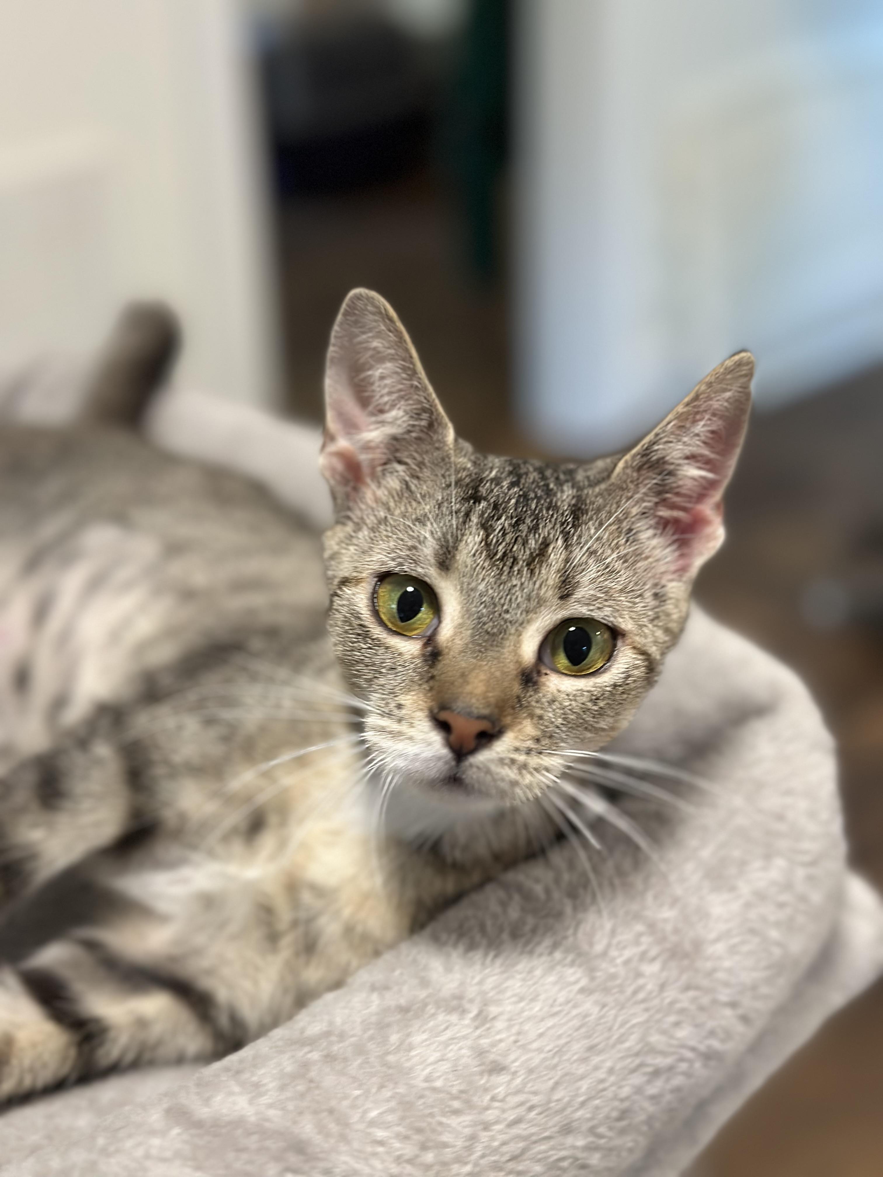 Nikki, Young Female Domestic Short Hair
