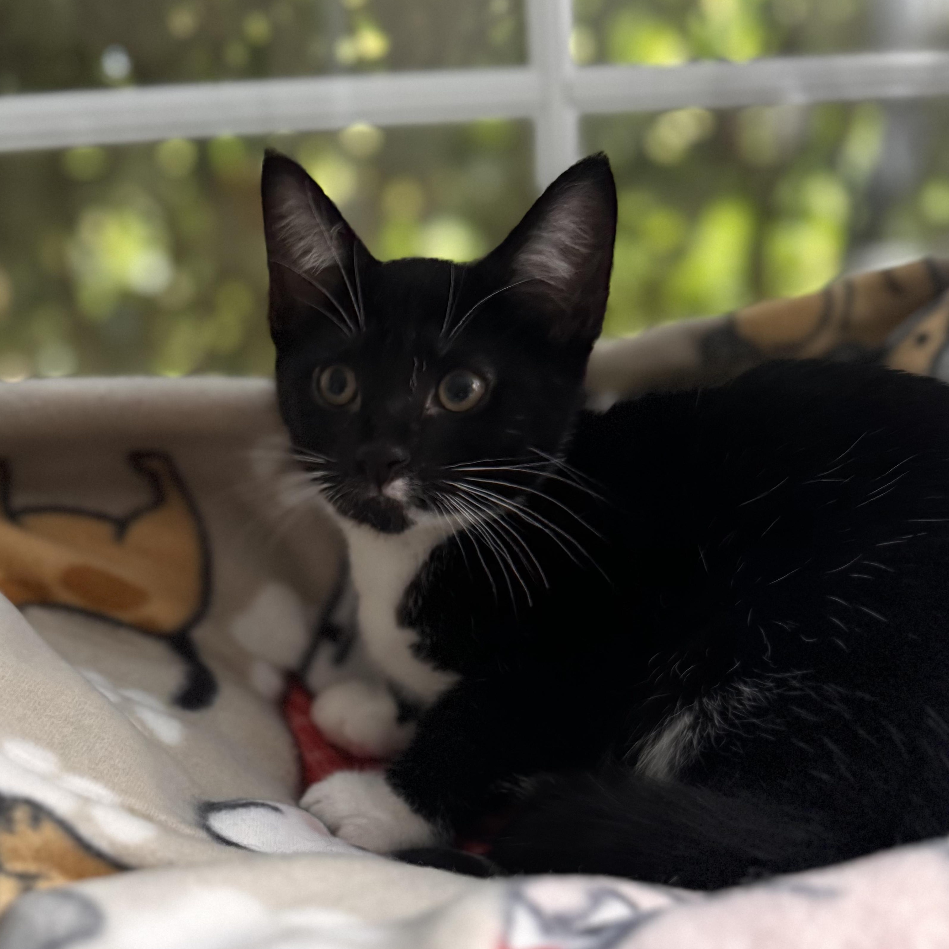 Enlarge DIAMOND, a Adoptable Domestic Short Hair in East Greenwich, RI image 3/6