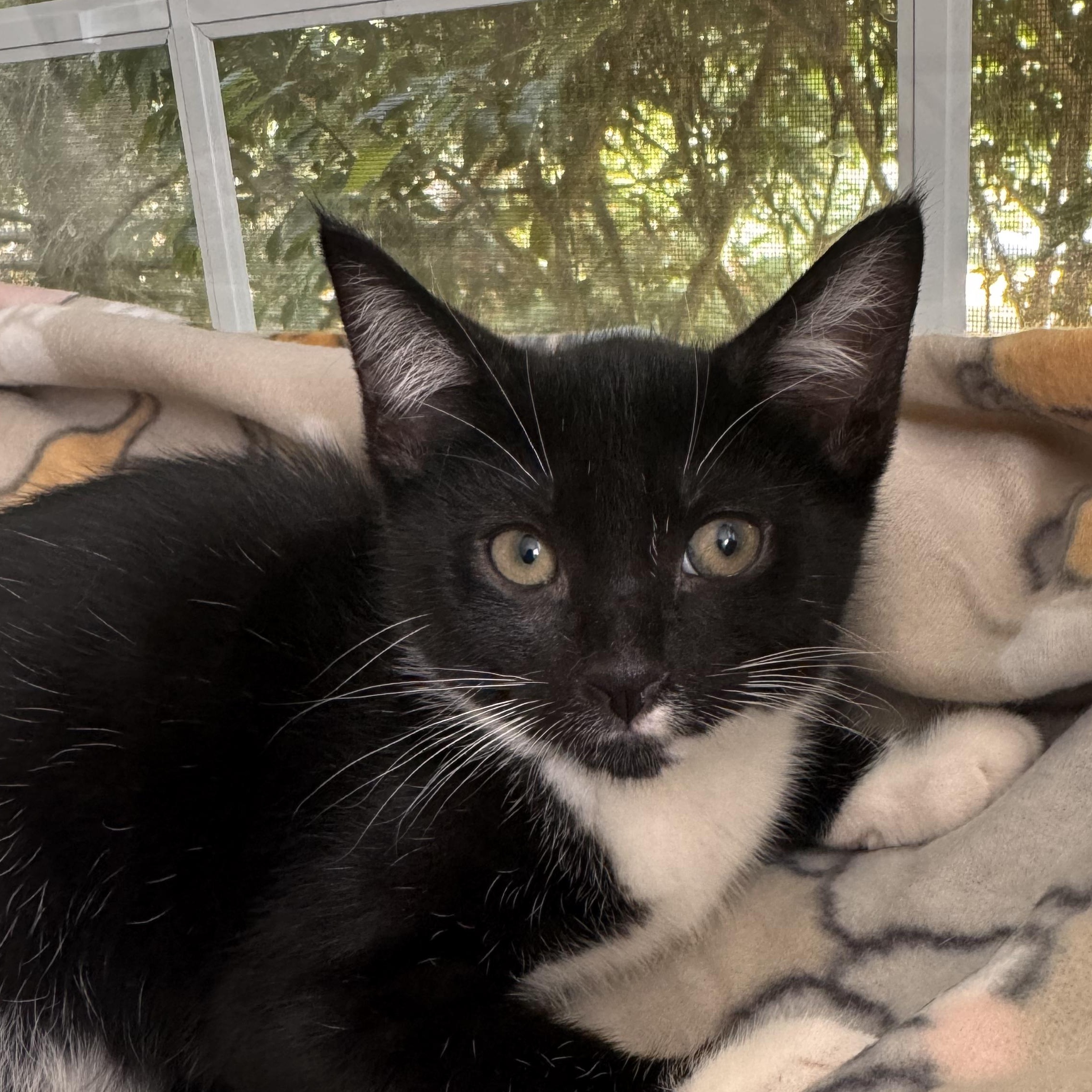 Enlarge DIAMOND, a Adoptable Domestic Short Hair in East Greenwich, RI image 6/6