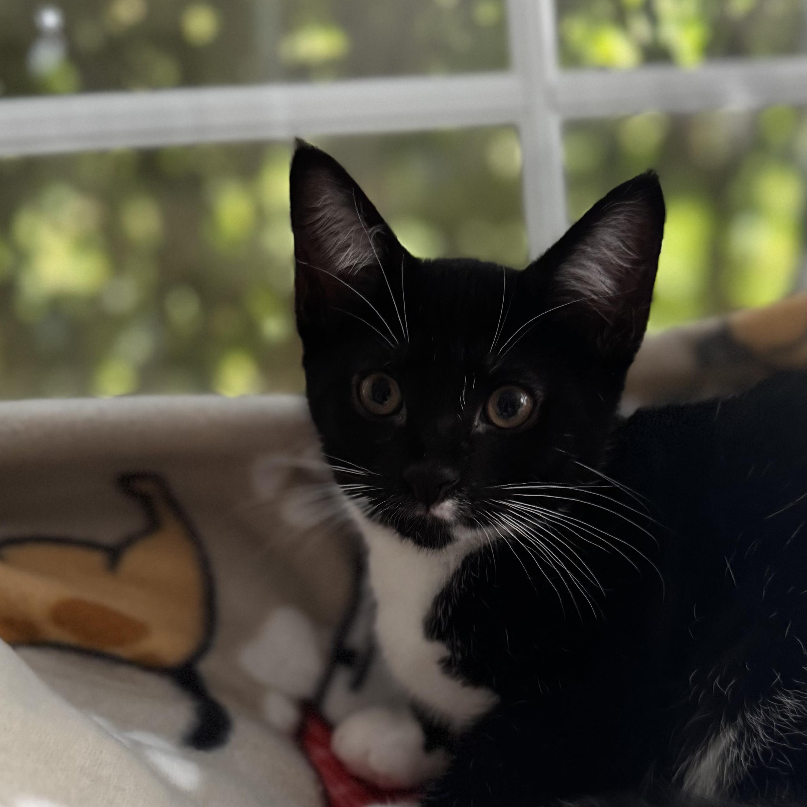Enlarge DIAMOND, a Adoptable Domestic Short Hair in East Greenwich, RI image 4/6