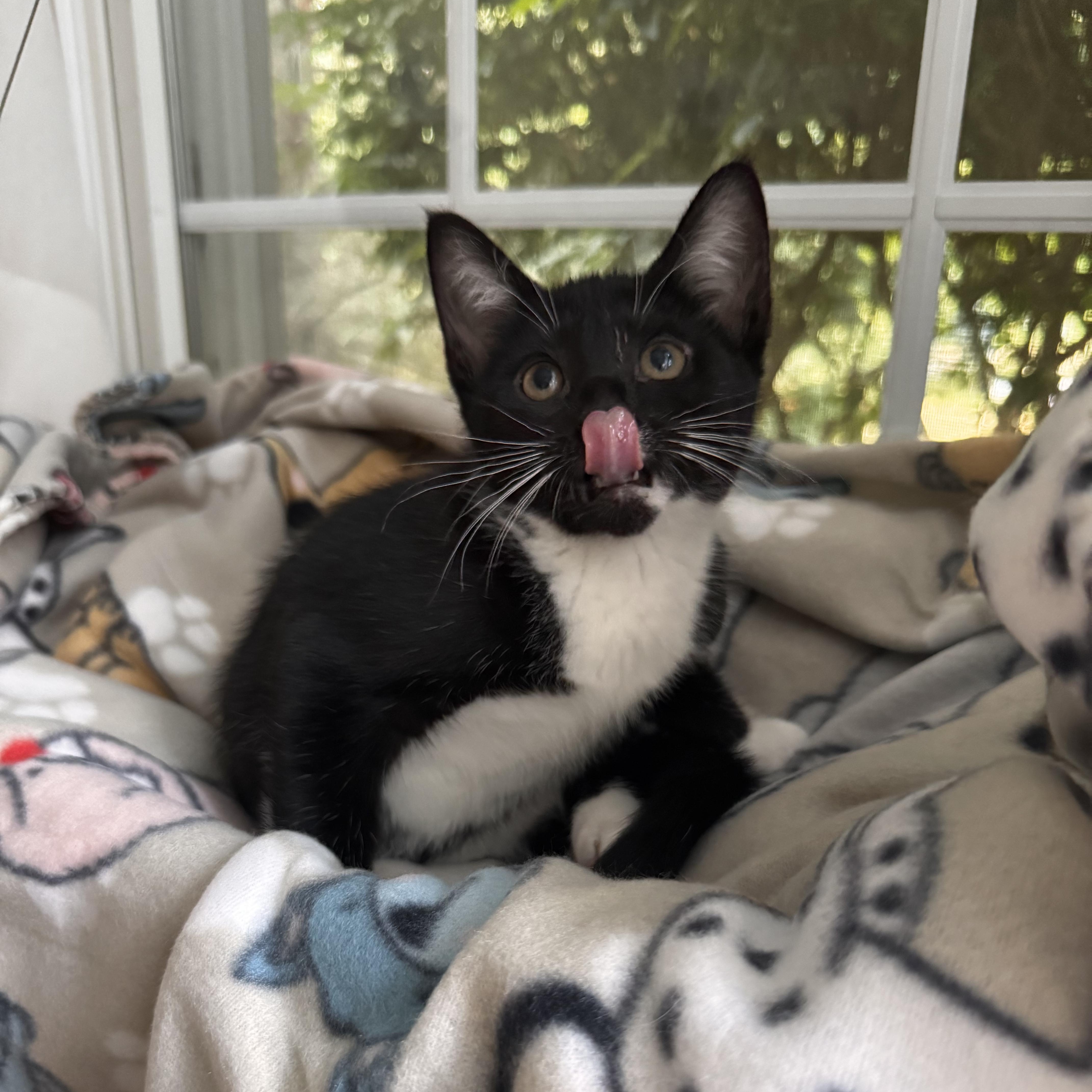 Enlarge DIAMOND, a Adoptable Domestic Short Hair in East Greenwich, RI image 2/6
