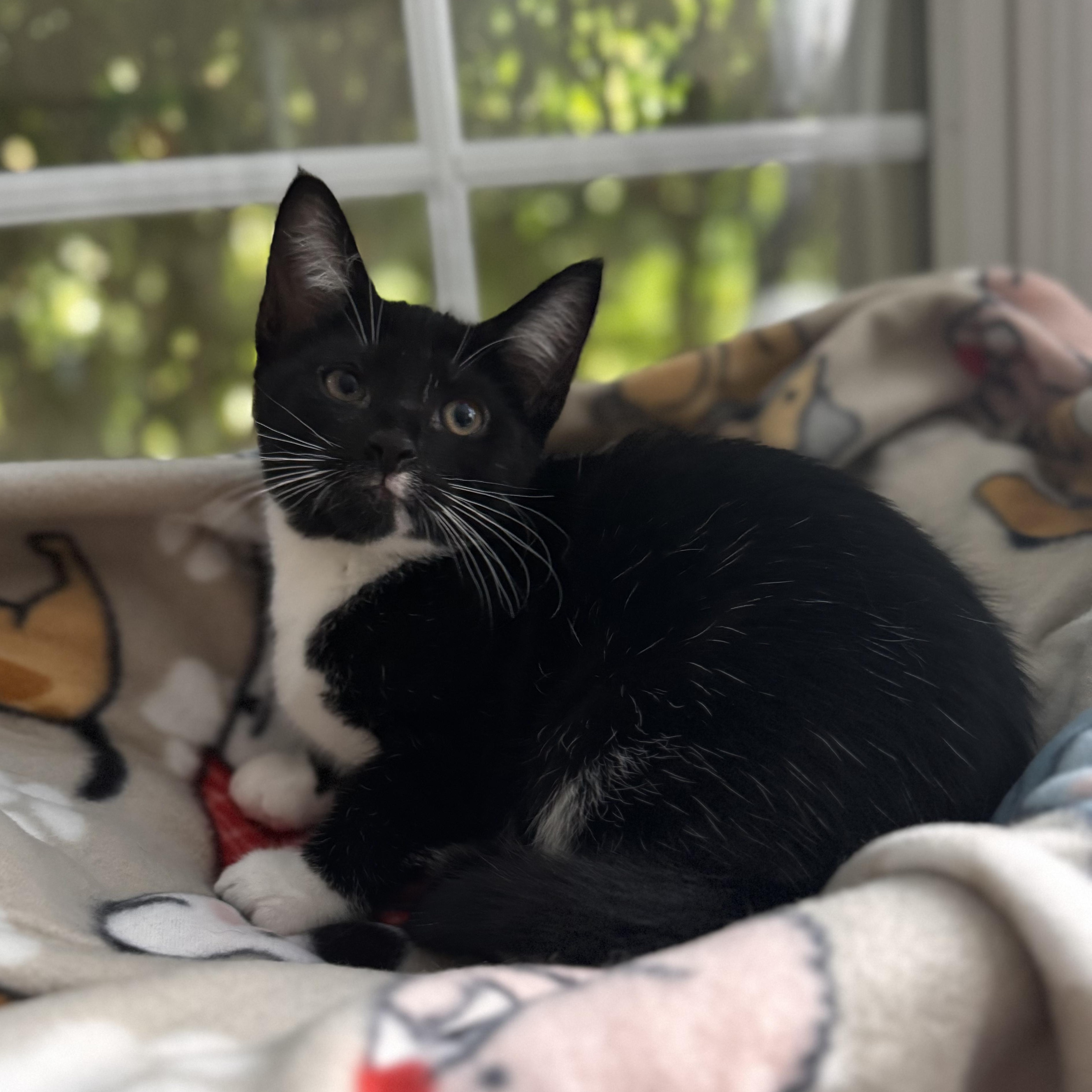 Enlarge DIAMOND, a Adoptable Domestic Short Hair in East Greenwich, RI image 5/6