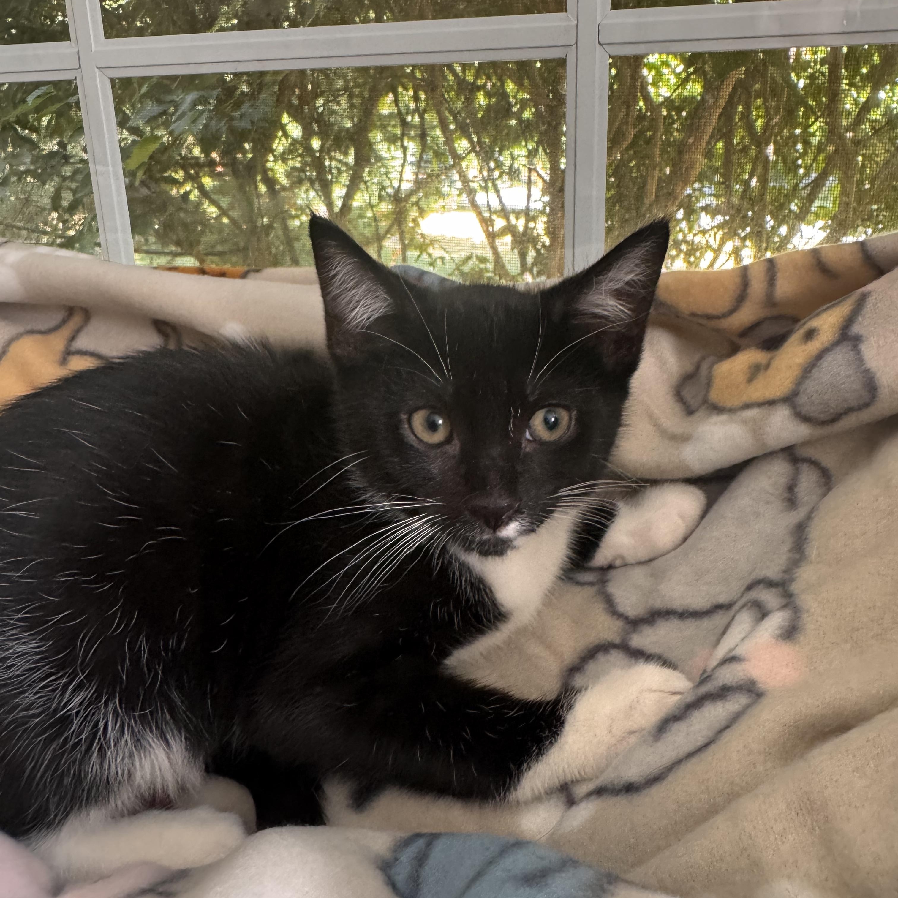 DIAMOND, Adoptable, Kitten Male Domestic Short Hair.