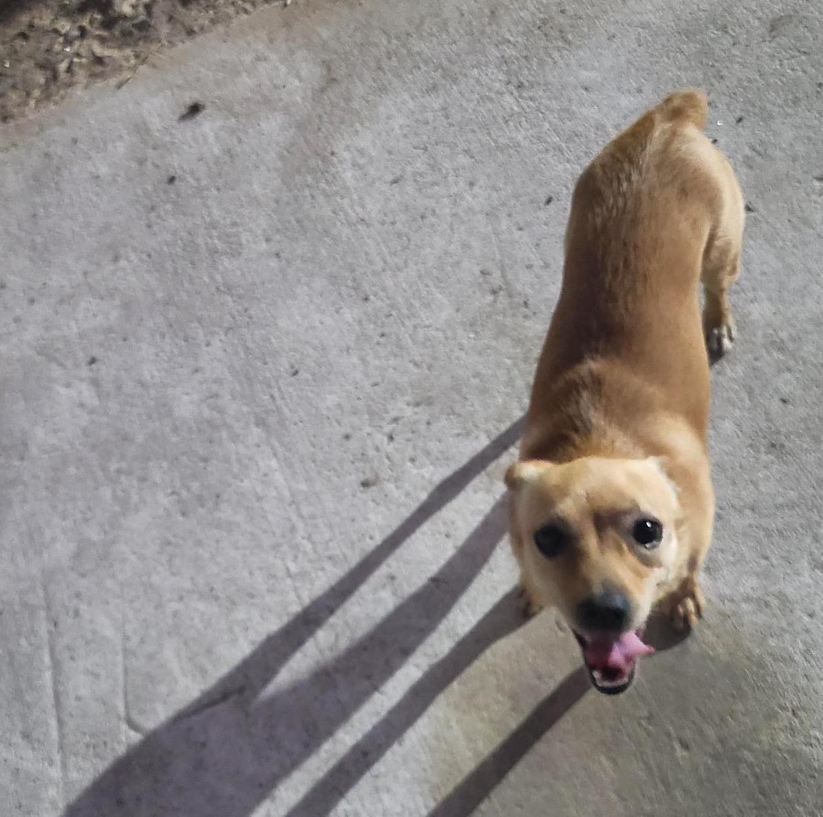 Daisy(15), a Adoptable mixed breed in Mexicali, BCN image 2/6