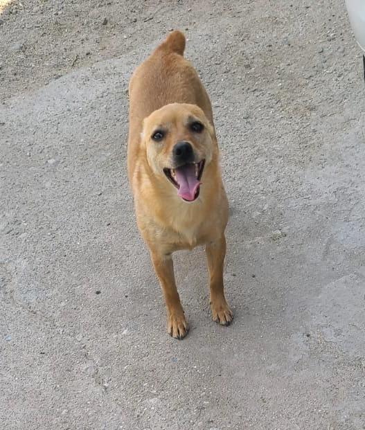 Enlarge Daisy(15), a Adoptable mixed breed in Mexicali, BCN image 3/6