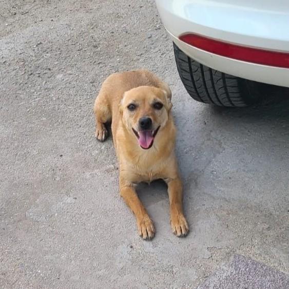 Enlarge Daisy(15), a Adoptable mixed breed in Mexicali, BCN image 1/6