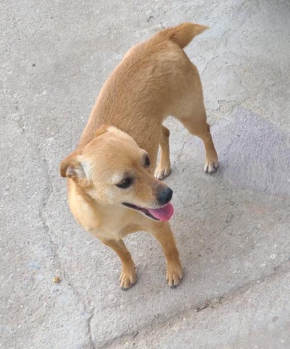 Enlarge Daisy(15), a Adoptable mixed breed in Mexicali, BCN image 2/6