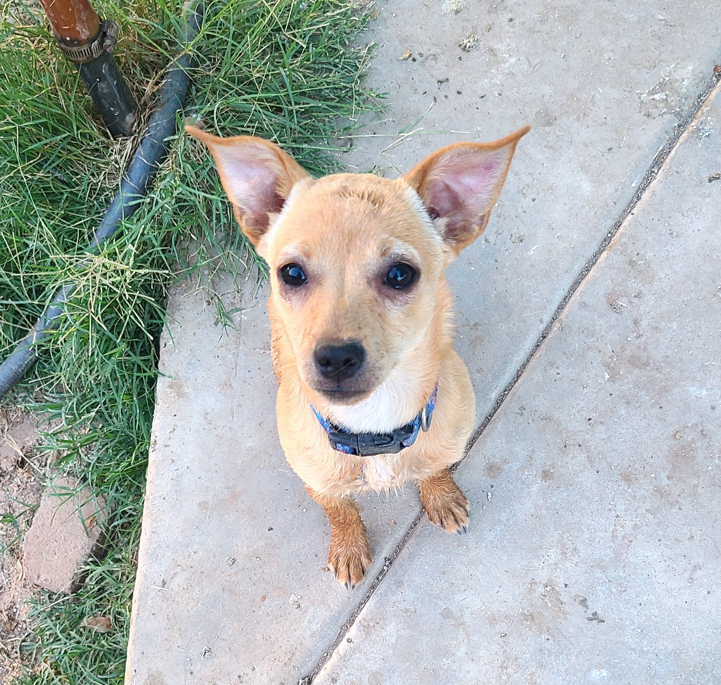 Daisy(15), a Adoptable mixed breed in Mexicali, BCN image 5/6