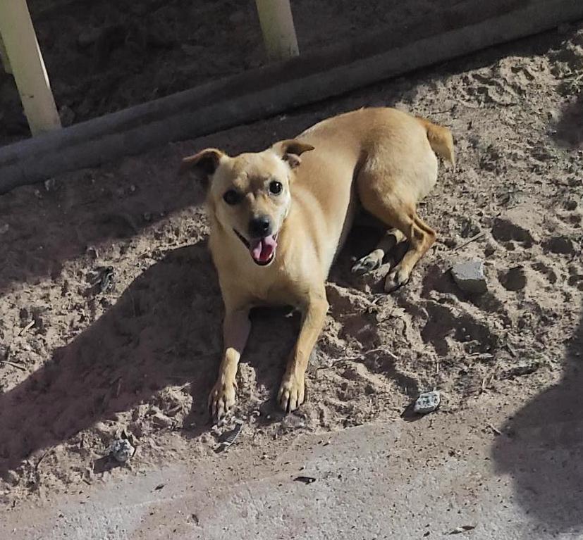 Daisy(15), Adoptable, Adult Female Chihuahua & Dachshund.