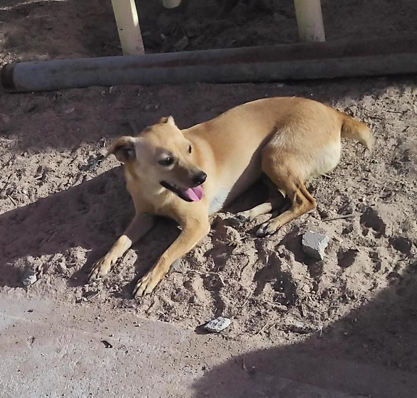 Daisy(15), an adoptable Chihuahua, Dachshund in Mexicali, BCN, 21280 | Photo Image 3