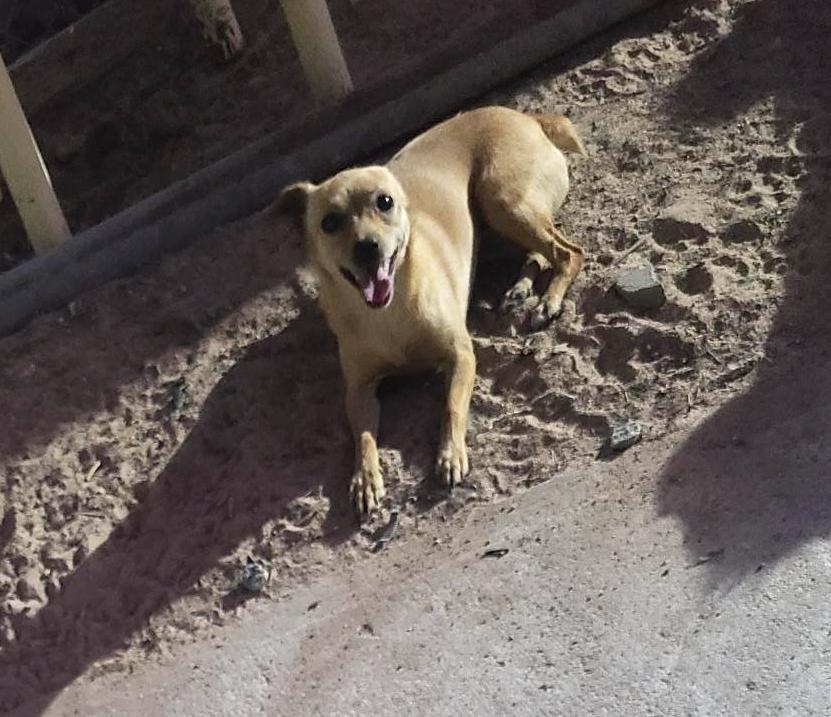 Daisy(15), an adoptable Chihuahua, Dachshund in Mexicali, BCN, 21280 | Photo Image 4