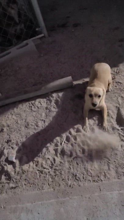 Enlarge Daisy(15), a Adoptable mixed breed in Mexicali, BCN video 6/6