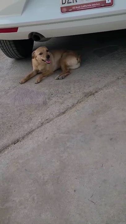 Enlarge Daisy(15), a Adoptable mixed breed in Mexicali, BCN video 4/6