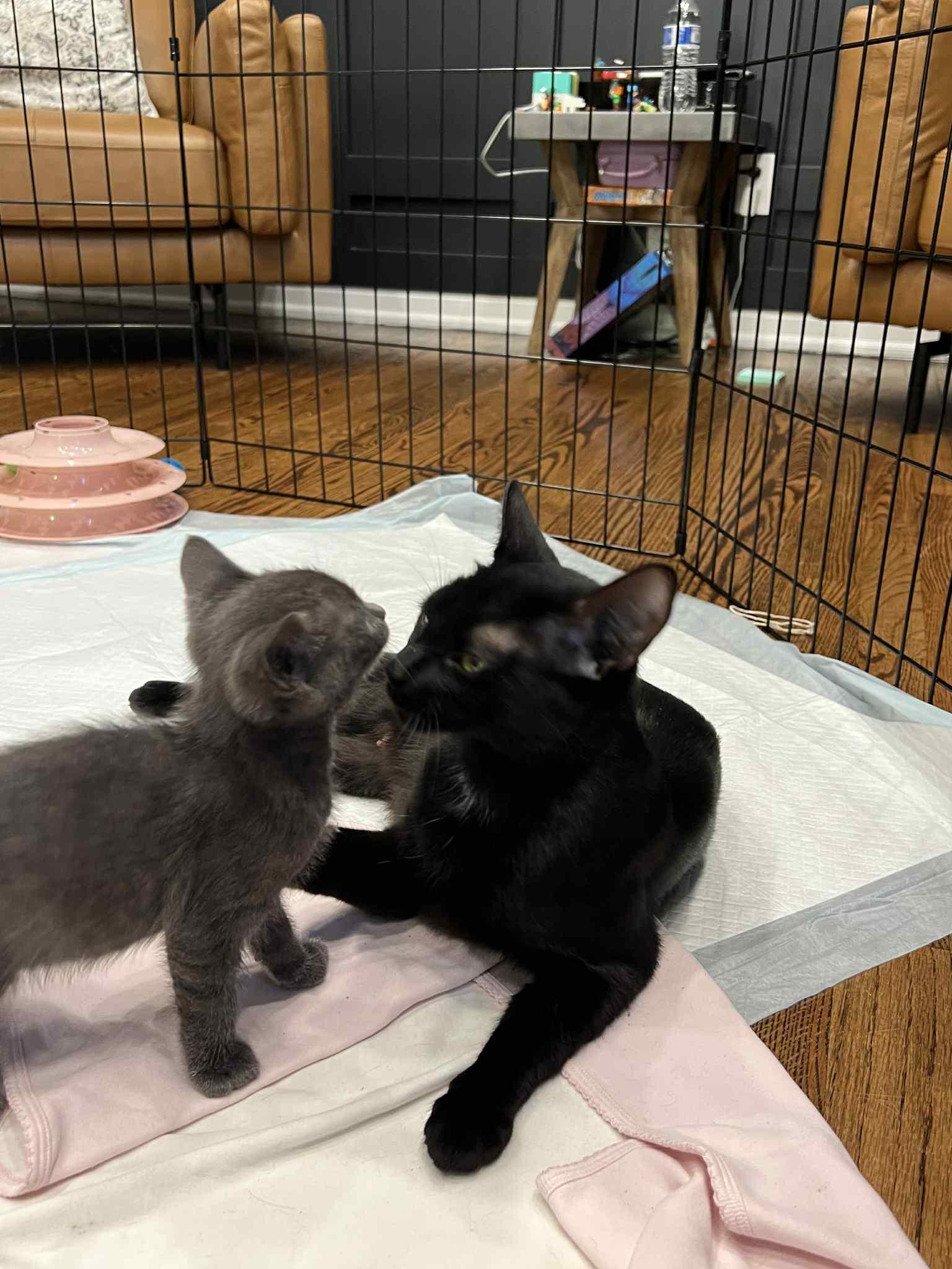 Enlarge Mrs Claus and Blitzen Claus, an adopted American Shorthair in Staten Island, NY image 1/6