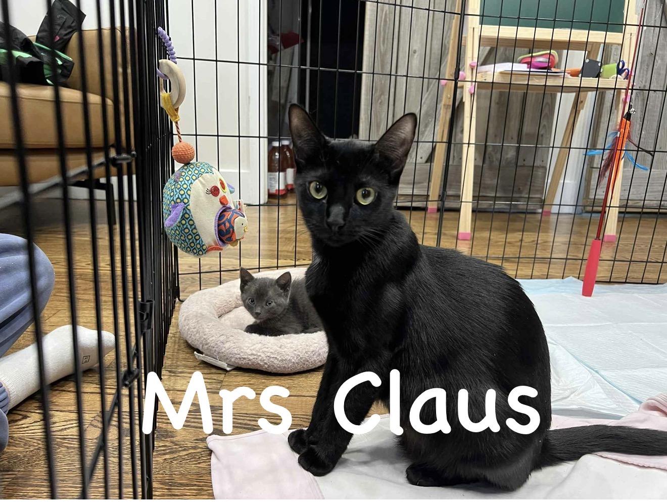 Enlarge Mrs Claus and Blitzen Claus, an adopted American Shorthair in Staten Island, NY image 5/6