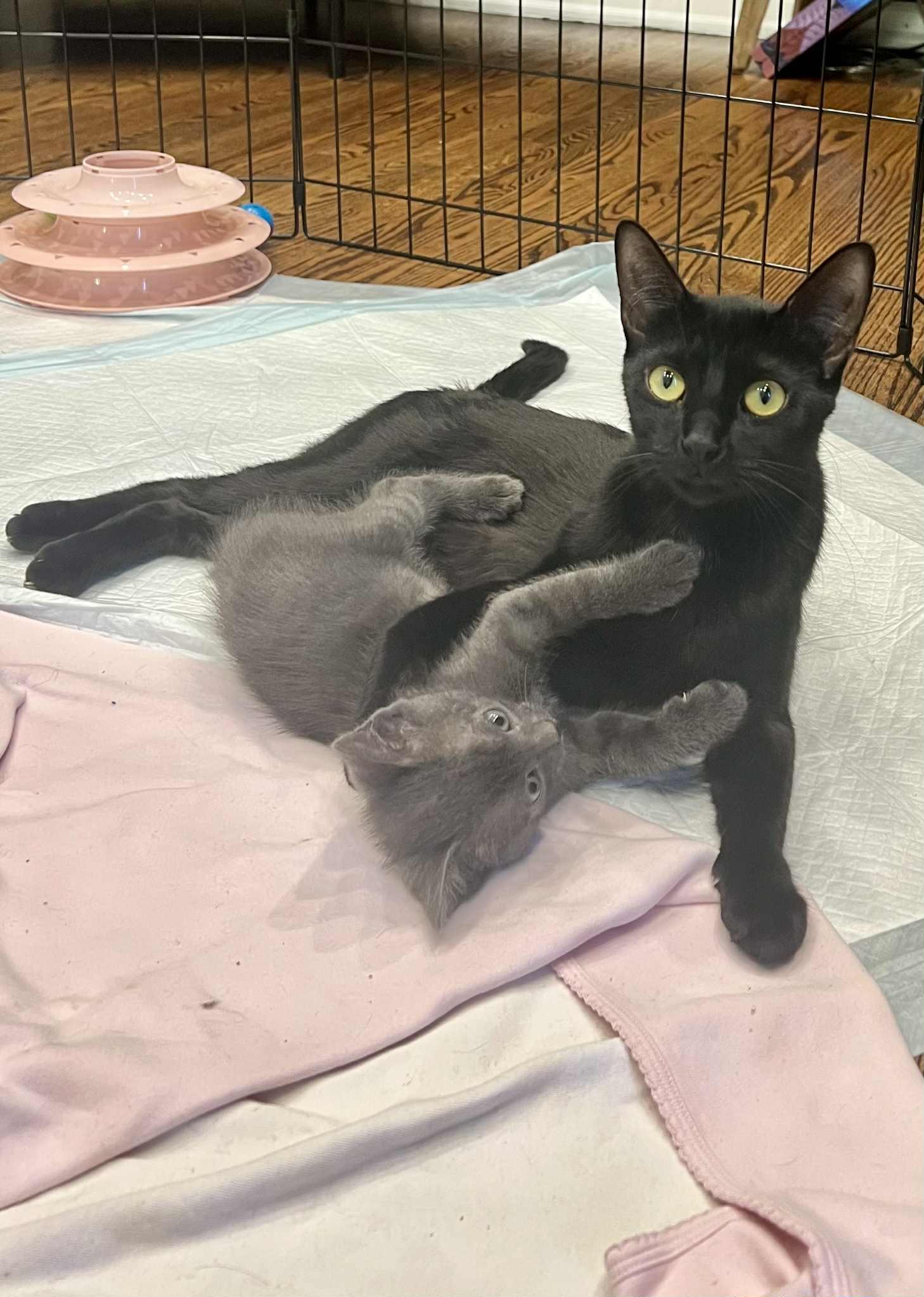Enlarge Mrs Claus and Blitzen Claus, an adopted American Shorthair in Staten Island, NY image 4/6