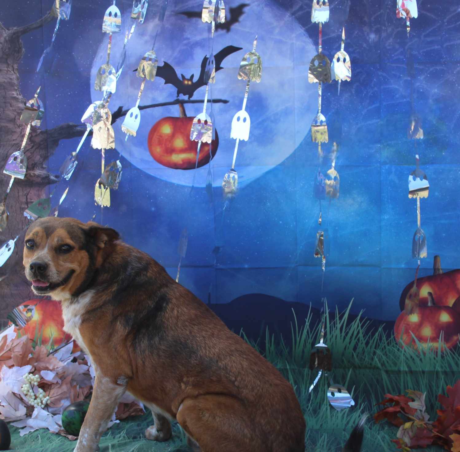 Ranger — thumbnail 5