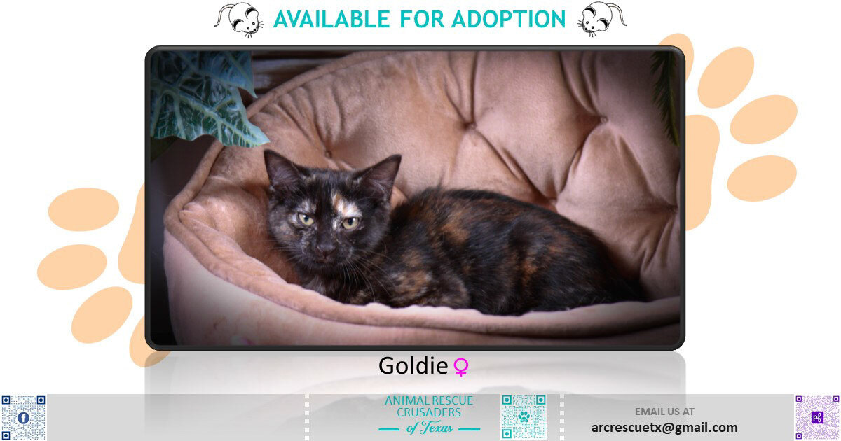 Enlarge Goldie , an adoptable mixed breed in Parker, TX image 1/3