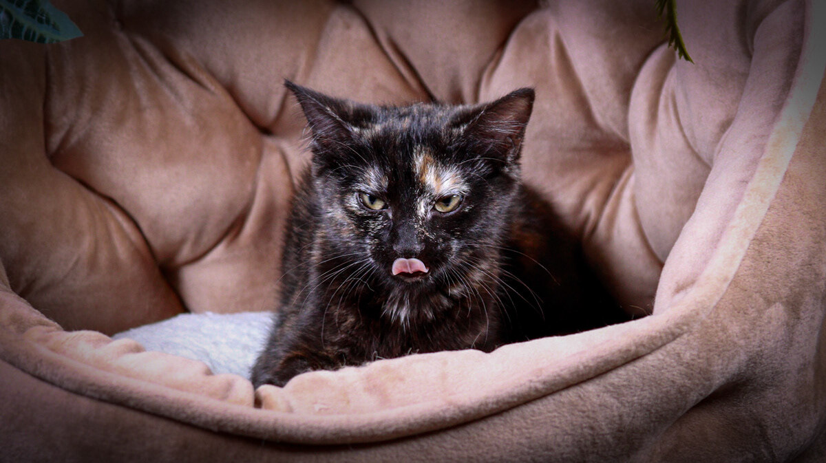 Enlarge Goldie , an adoptable mixed breed in Parker, TX image 2/3