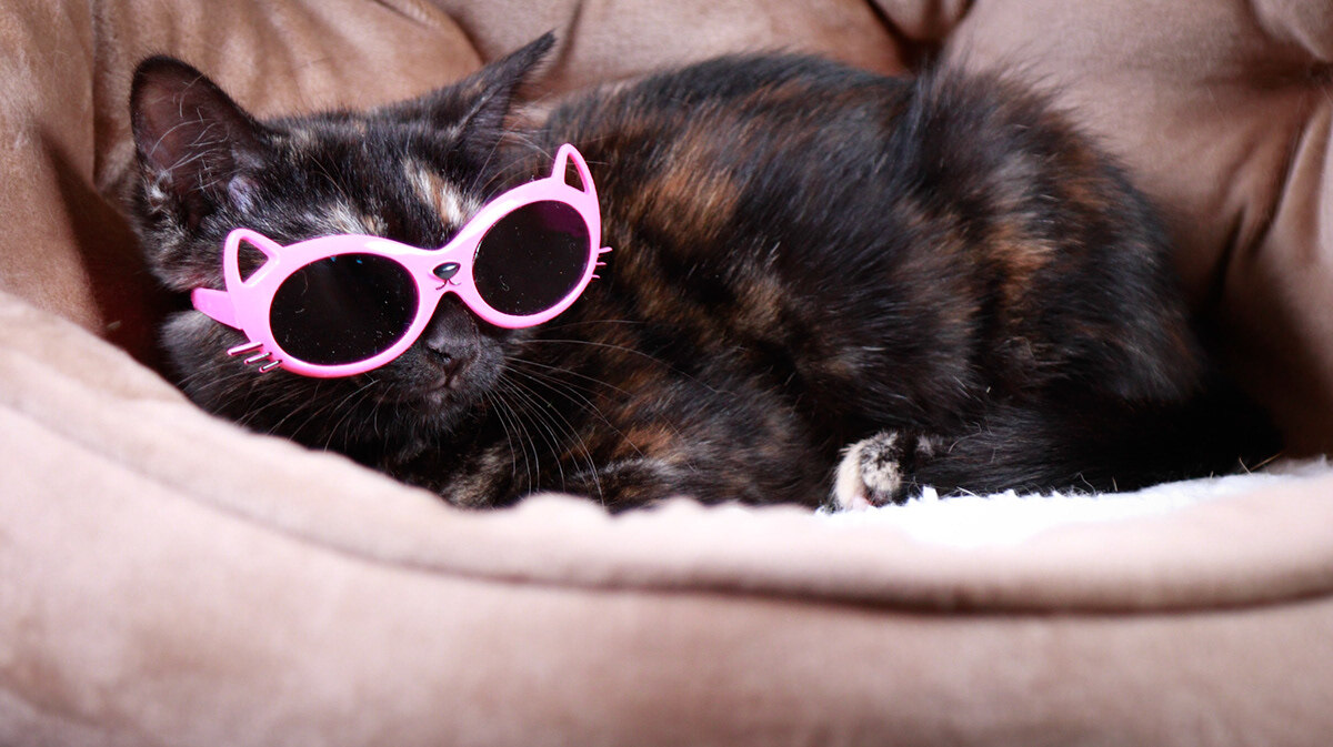 Enlarge Goldie , an adoptable mixed breed in Parker, TX image 3/3