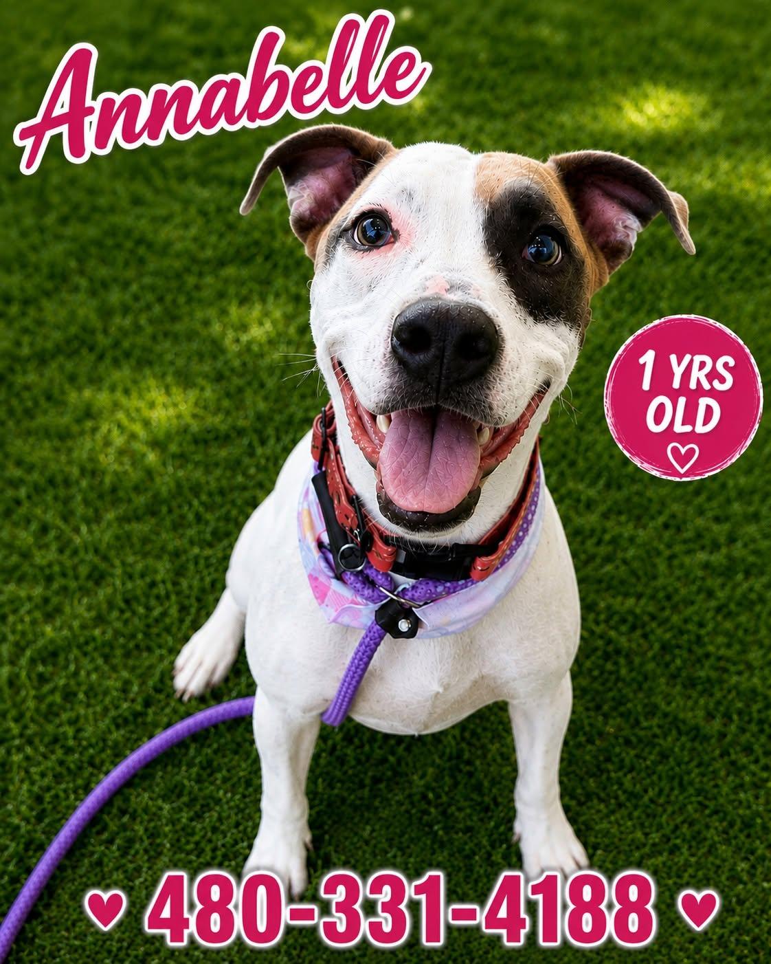 Annabelle (Courtesy post), Adoptable, Young Female Pit Bull Terrier.