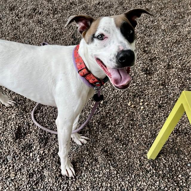 Enlarge Annabelle (Courtesy post), a Adoptable Pit Bull Terrier in Phoenix, AZ image 2/2