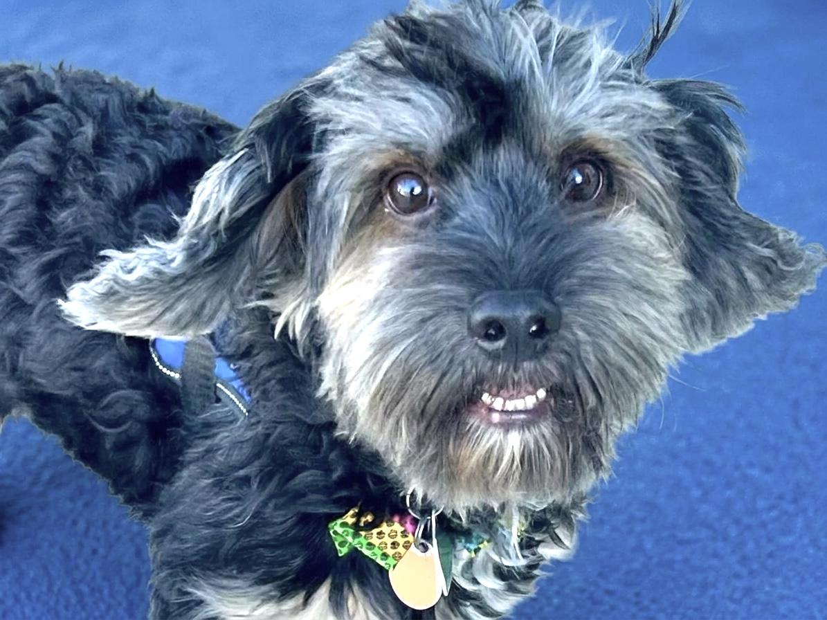 Enlarge Leo, a Adopted mixed breed in Ladson, SC image 3/3