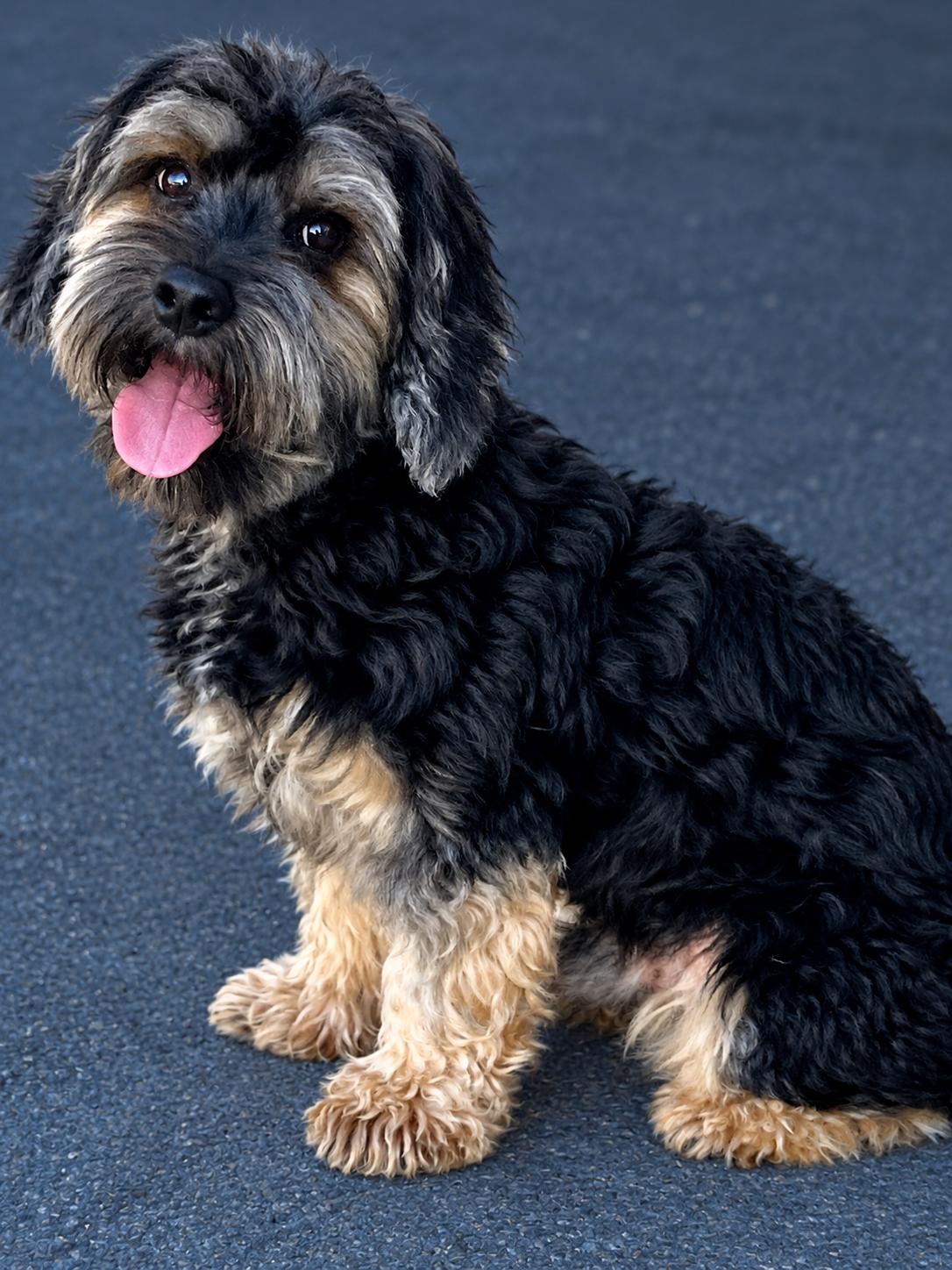 Enlarge Leo, a Adopted mixed breed in Ladson, SC image 2/3