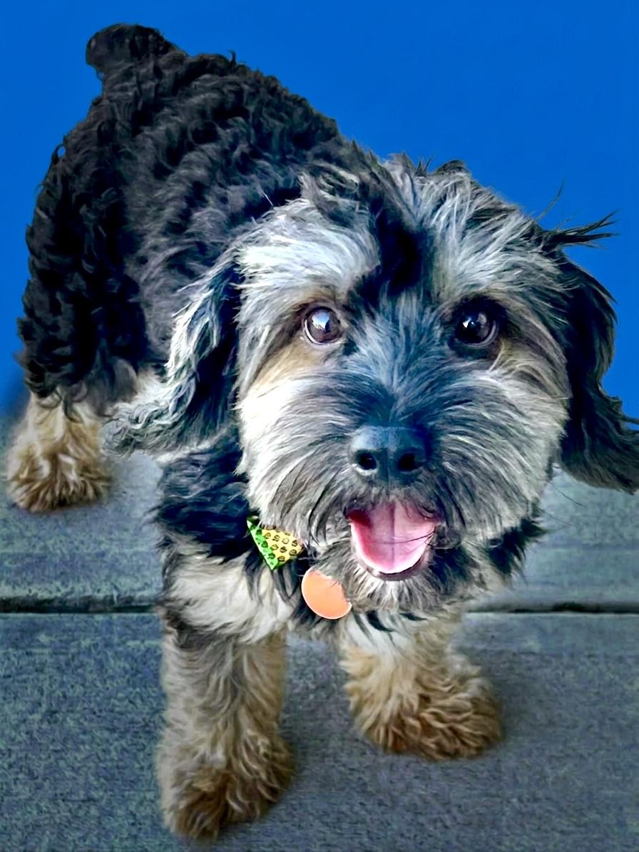 Leo, Adopted, Adult Male Yorkie Poo.