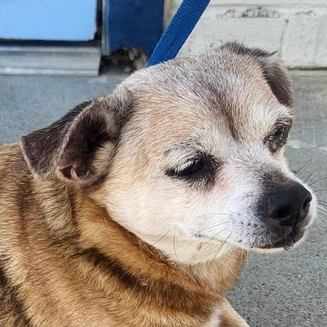 26-690, Adoptable, Senior Male Chihuahua.