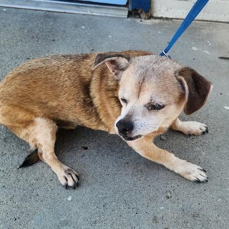 Enlarge 26-690, a Adoptable Chihuahua in Los Banos, CA image 2/2
