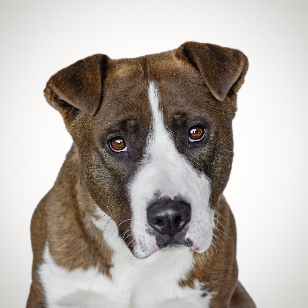 Rocky, Adoptable, Adult Male Pit Bull Terrier.