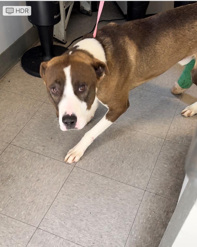 Enlarge Rocky, a Adoptable mixed breed in Tehachapi, CA image 2/2