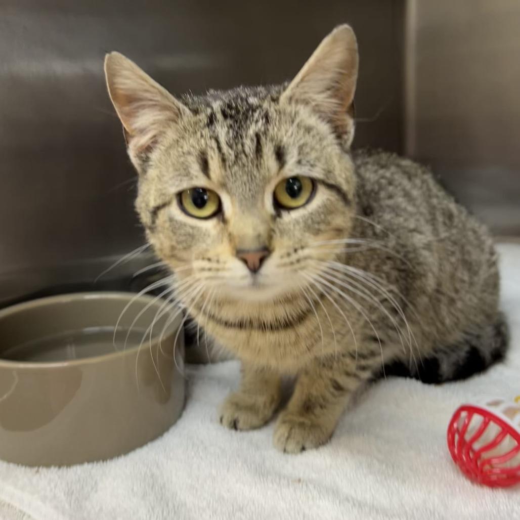 Enlarge Idea 26-0016, a Adoptable Domestic Short Hair in Yanceyville, NC image 1/1