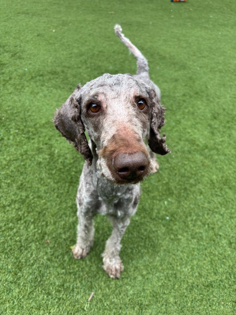 Chewbacca, Adoptable, Young Male Poodle.