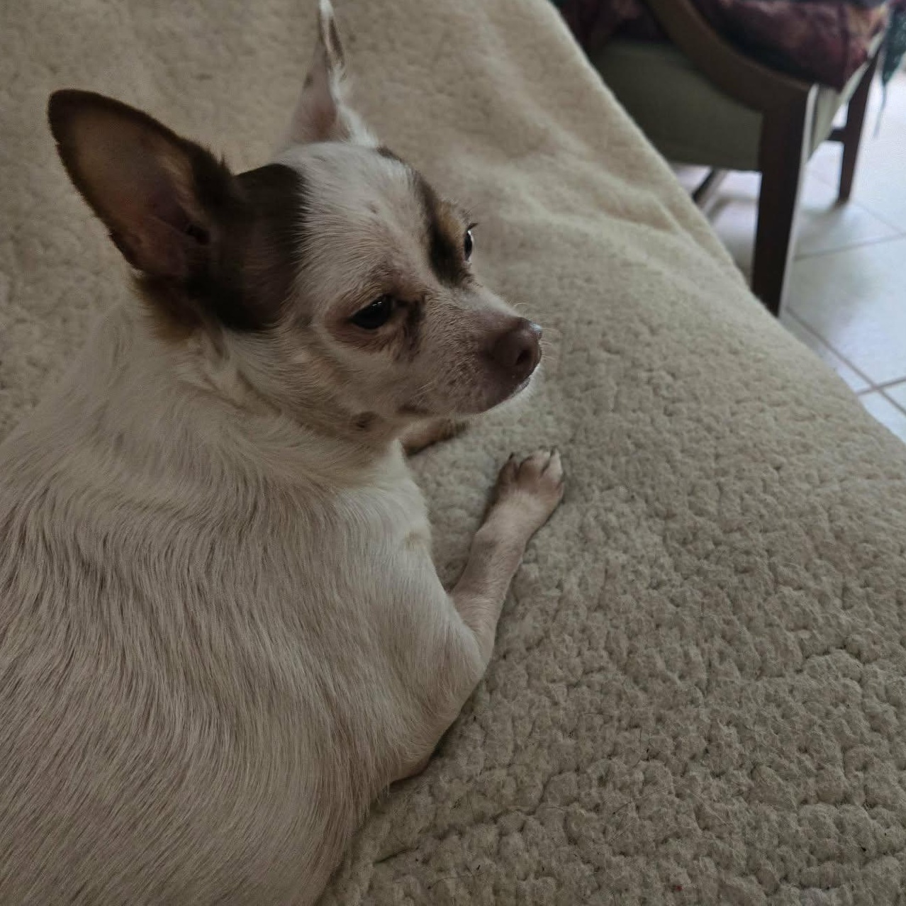 Enlarge Fiona, a Adoptable Chihuahua in Campbellsville, KY image 5/5