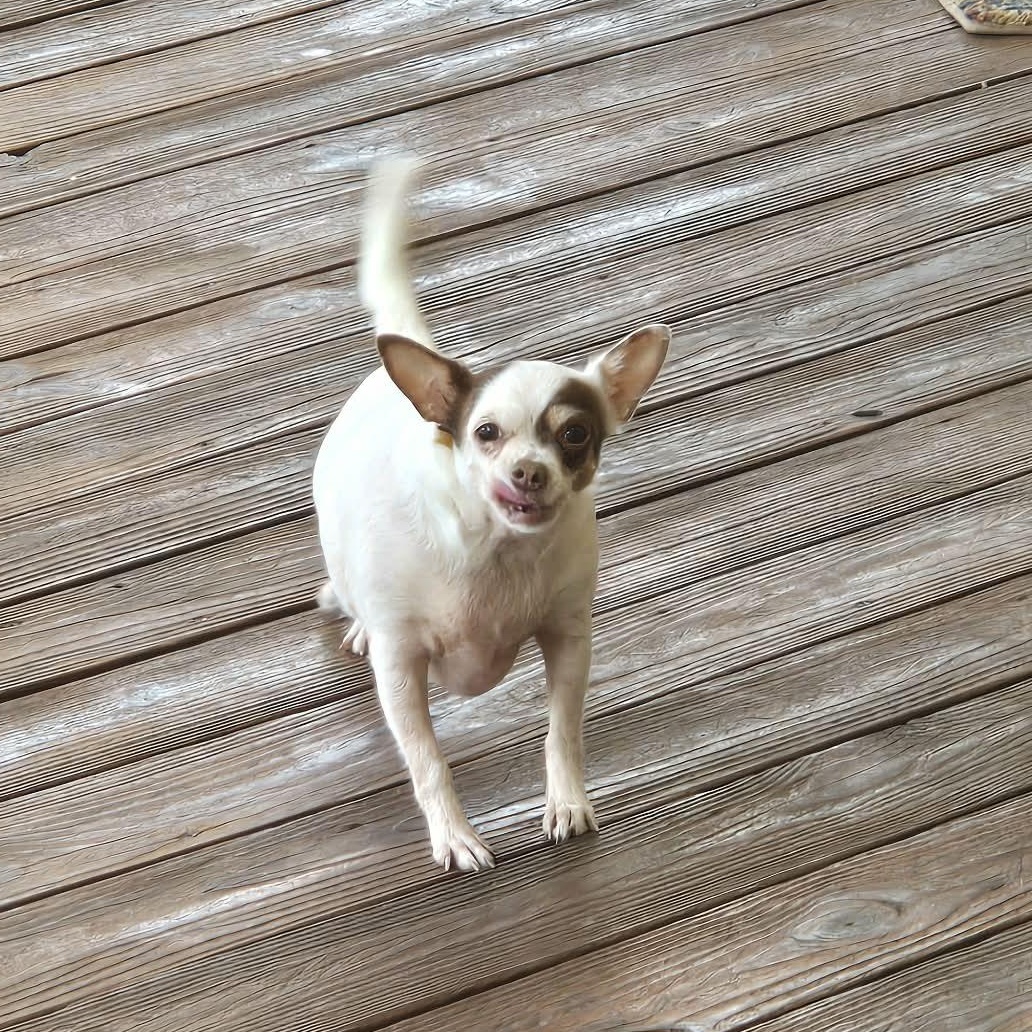 Fiona, Adoptable, Adult Female Chihuahua.