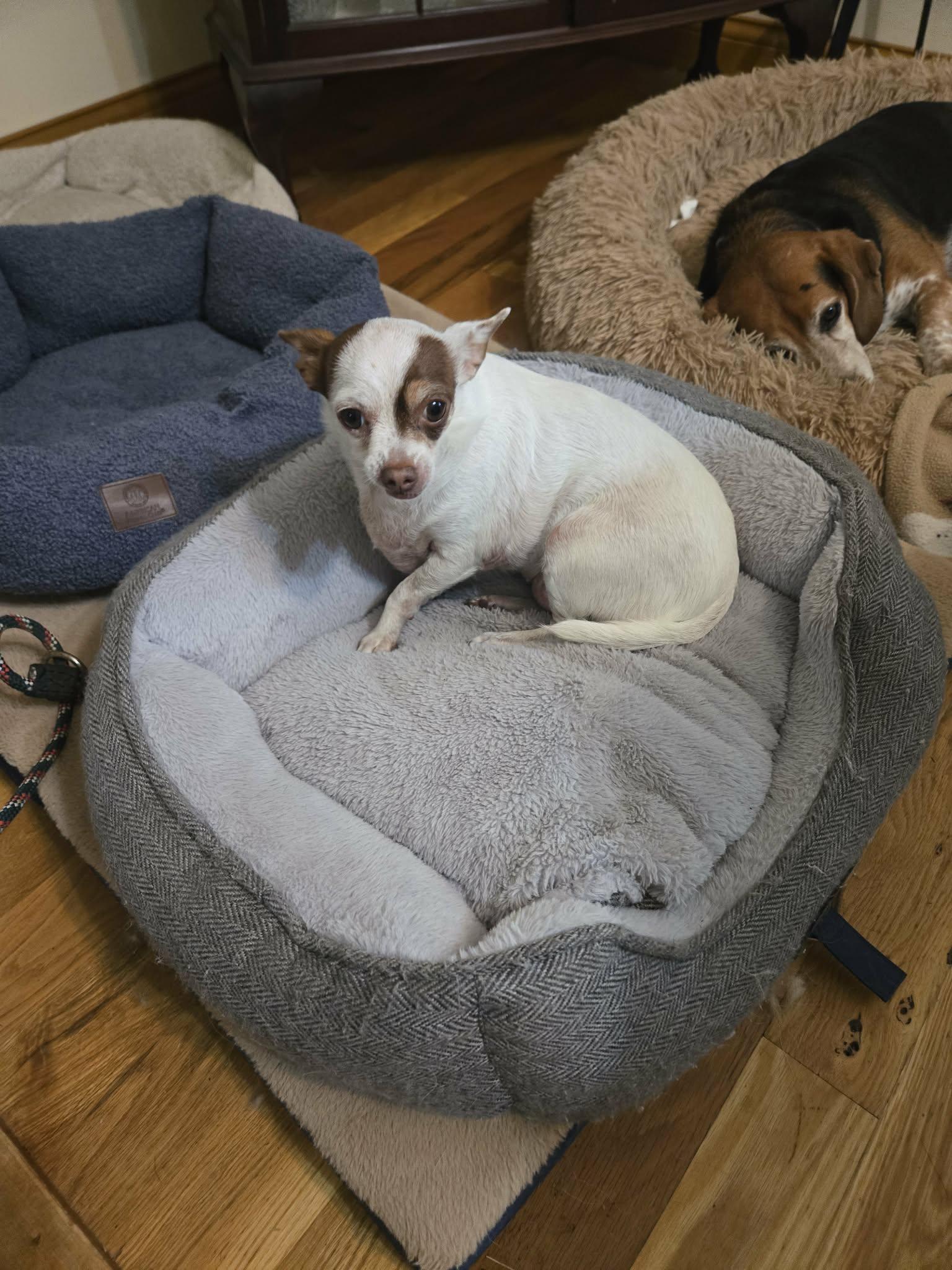Enlarge Fiona, a Adoptable Chihuahua in Campbellsville, KY image 2/5
