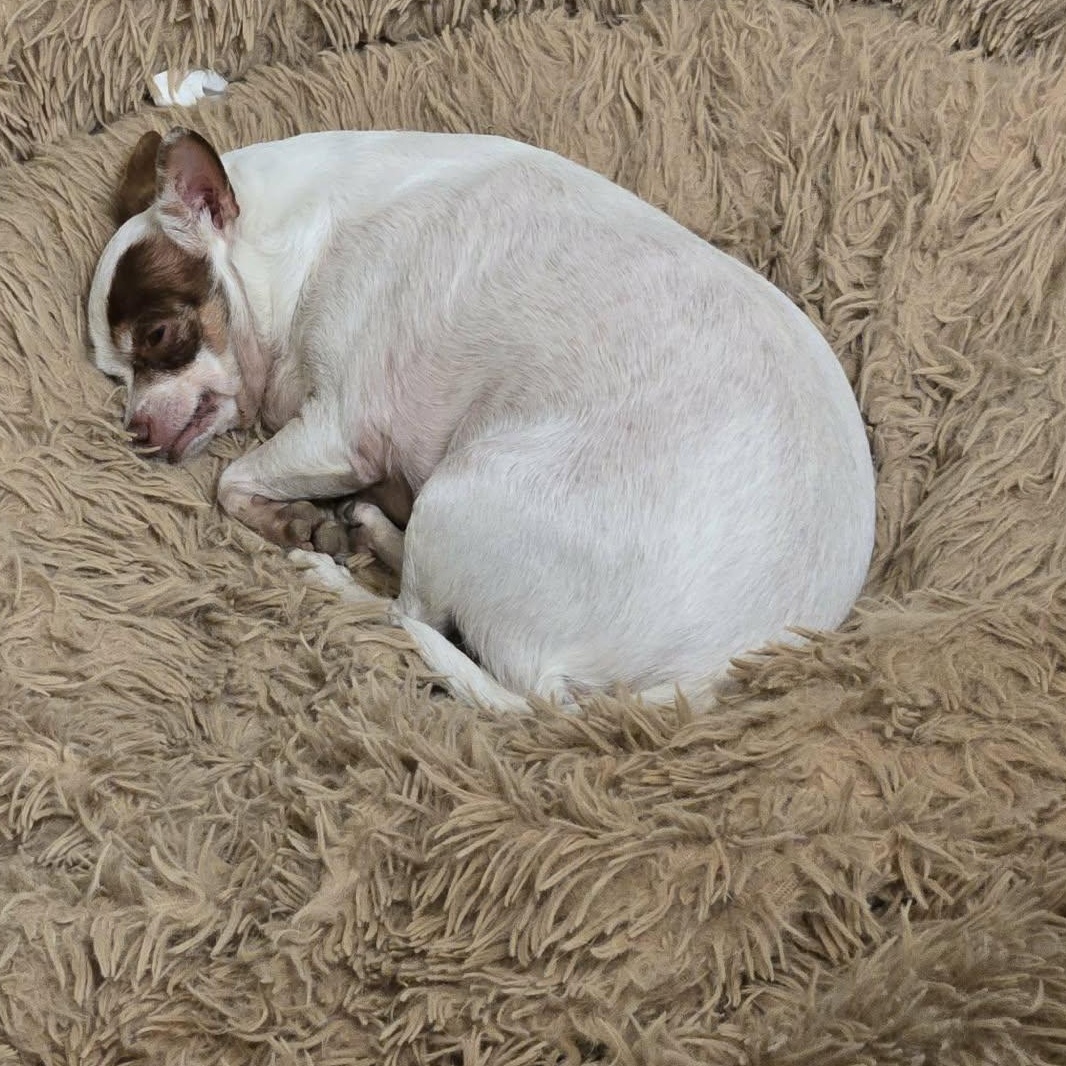 Enlarge Fiona, a Adoptable Chihuahua in Campbellsville, KY image 3/5