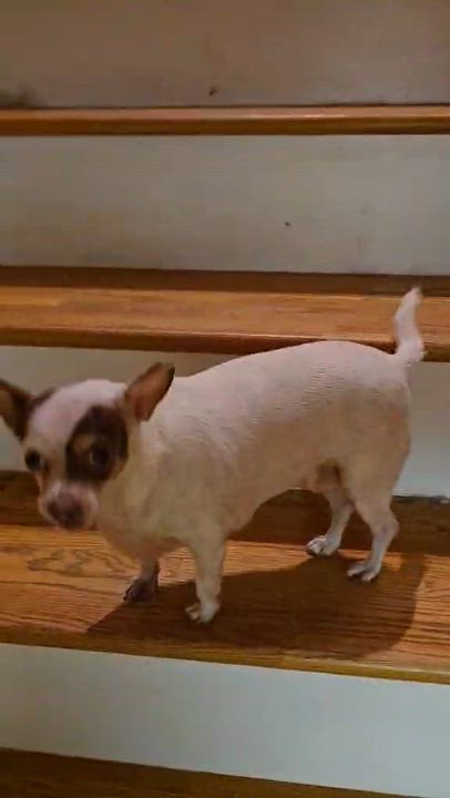 Enlarge Fiona, a Adoptable Chihuahua in Campbellsville, KY video 4/5